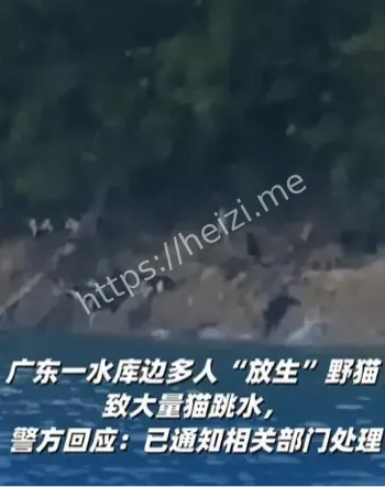 水库放生野猫事件始末